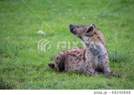A hyena is lying in the grass in the savannah in Kenya 69240898