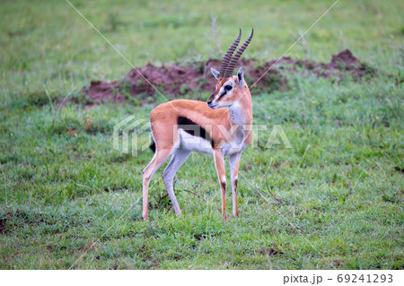 Thomson's Gazelle in the grass landscape of the savannah in Keny 69241293