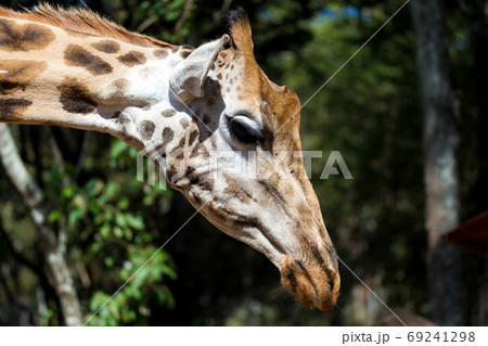 A close-up of a giraffe's head A close-up of a giraffe's head 69241298