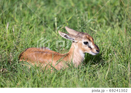 A newborn Thomson Gazelle lies in the grass A newborn Thomson Gazelle lies in the grass 69241302