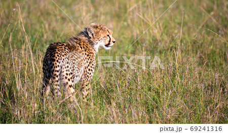 A cheetah walks between grass and bushes in the savannah of Keny A cheetah walks between grass and bushes in the savannah of Keny 69241316