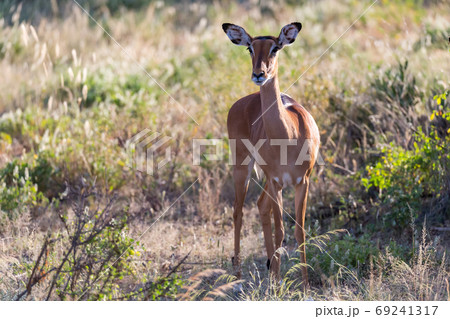 A portrait of an Impala antelope in the savannah of Kenya A portrait of an Impala antelope in the savannah of Kenya 69241317