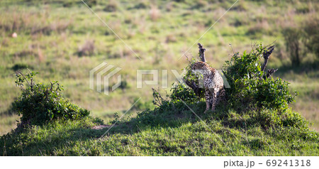 A cheetah mother with two children in the Kenyan savannah A cheetah mother with two children in the Kenyan savannah 69241318