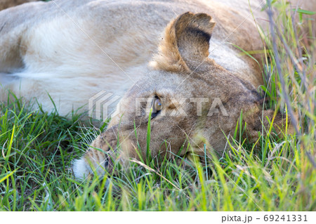 A closeup of a lioness trying to rest in the grass 69241331