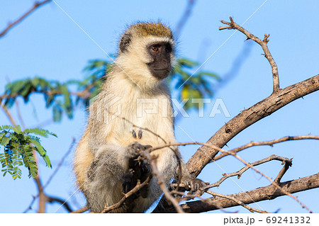 A monkey sits on the branch of a tree 69241332