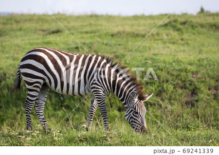 A zebra in the green landscape of a national park in Kenya A zebra in the green landscape of a national park in Kenya 69241339
