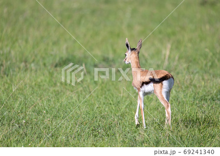A very young Thomson Gazelle in the Kenyan grass landscape A very young Thomson Gazelle in the Kenyan grass landscape 69241340