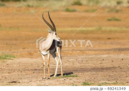 A Grant Gazelle stands in the middle of the grassy landscape of 69241349