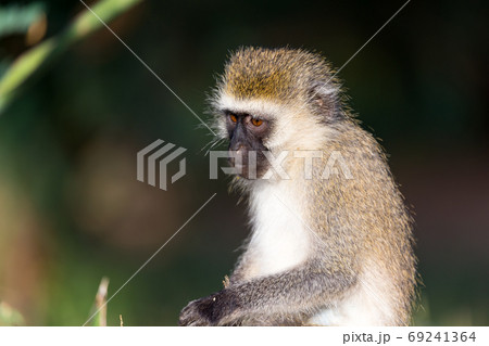 The portrait of a monkey in the savannah of Kenya The portrait of a monkey in the savannah of Kenya 69241364