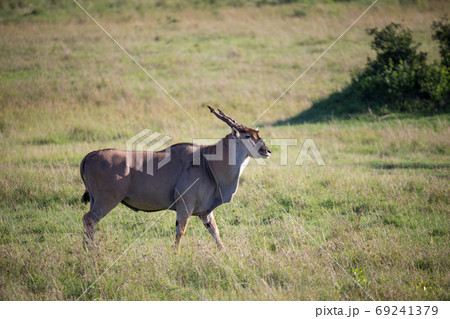 Eland, the largest antelope, in a meadow in the Kenyan savanna 69241379