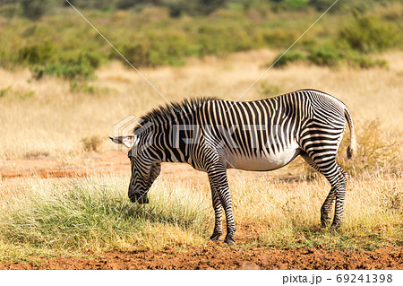 A Grevy Zebra is grazing in the countryside of Samburu in Kenya A Grevy Zebra is grazing in the countryside of Samburu in Kenya 69241398