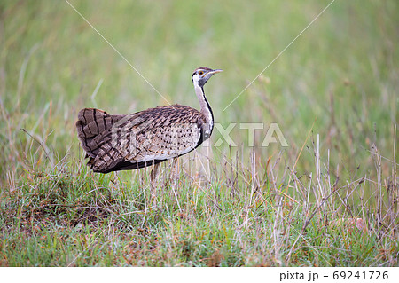 Indigenous gray bird is standing in the grass and looking 69241726