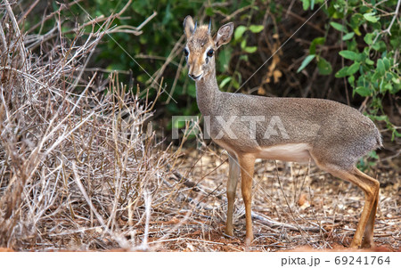 Small antelope in the bush, on safari in Kenya 69241764