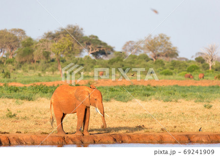 A family of red elephants at a water hole in the middle of the s 69241909