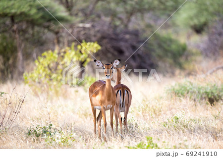 Some antelopes in the grass landscape of Kenya Some antelopes in the grass landscape of Kenya 69241910