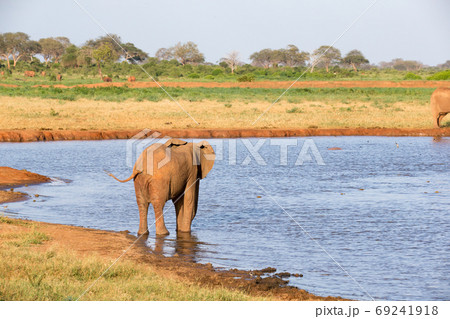 A family of red elephants at a water hole in the middle of the s 69241918