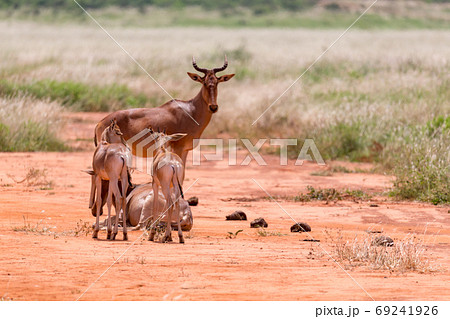A family of Topi antelopes in the Kenyan savannah A family of Topi antelopes in the Kenyan savannah 69241926