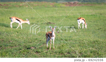 Thomson gazelles in the middle of a grassy landscape in the Keny Thomson gazelles in the middle of a grassy landscape in the Keny 69242036