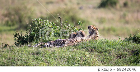 A cheetah mother with two children in the Kenyan savannah 69242046