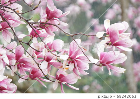 春の雨に濡れるモクレン 69242063