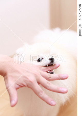 愛犬ポメラニアンに手を噛まれる男性 愛犬ポメラニアンに手を噛まれる男性 69242540