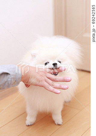 愛犬ポメラニアンに手を噛まれる男性 愛犬ポメラニアンに手を噛まれる男性 69242565