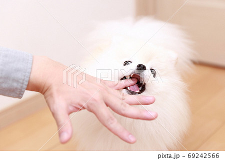 愛犬ポメラニアンに手を噛まれる男性 愛犬ポメラニアンに手を噛まれる男性 69242566
