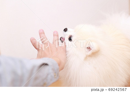 愛犬ポメラニアンに手を噛まれる男性 愛犬ポメラニアンに手を噛まれる男性 69242567