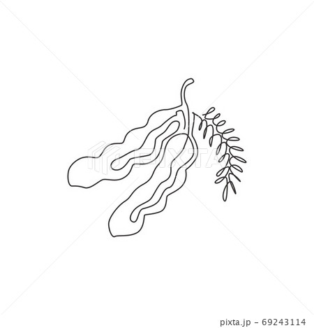 Single continuous line drawing of whole healthy organic tamarind for orchard logo identity 69243114