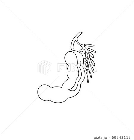 One single line drawing of whole healthy organic tamarind for orchard logo identity 69243115