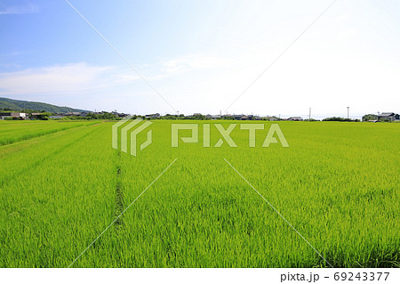 佐渡ヶ島の夏景色と水田 69243377