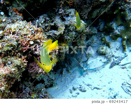 宮古島のネッタイスズメダイ 宮古島のネッタイスズメダイ 69243417