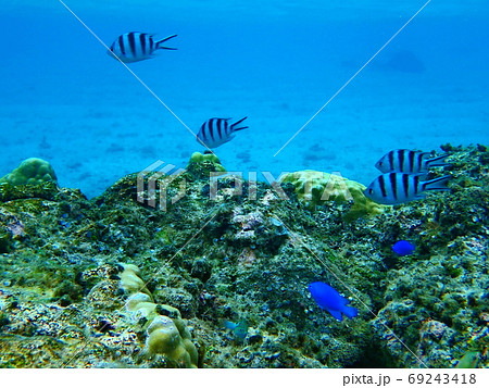 宮古島のロクセンスズメダイとルリイロスズメダイ 宮古島のロクセンスズメダイとルリイロスズメダイ 69243418
