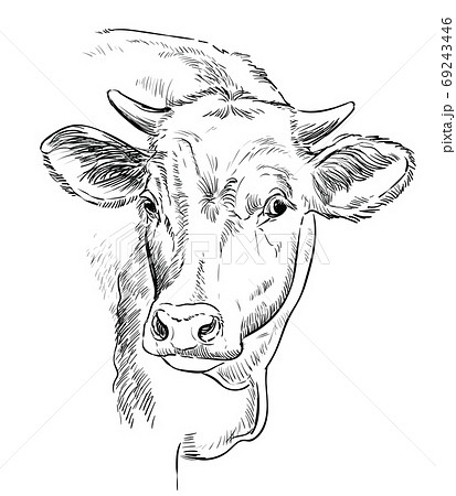 Head of beauty cow hand drawing illustration Head of beauty cow hand drawing illustration 69243446