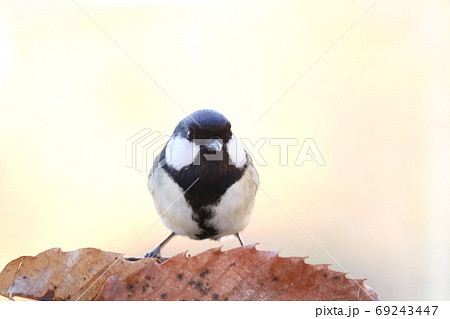 シジュウカラ　身近な野鳥　白黒の鳥　明るい背景 69243447
