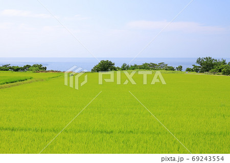 夏の佐渡ヶ島の日本海と水田 夏の佐渡ヶ島の日本海と水田 69243554
