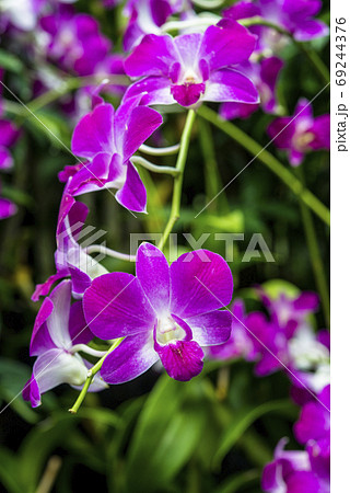 Closeup of Orchids flowers and green leaves background in garden. 69244376