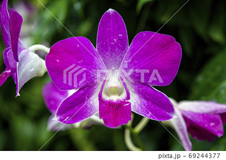 Closeup of Orchids flowers and green leaves background in garden. 69244377