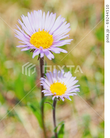 日本固有種の花 アズマギクの写真素材