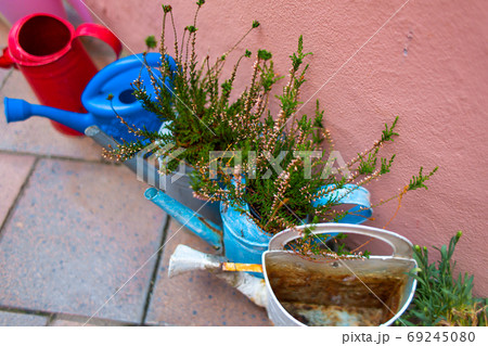 Set of old multi-colored metal watering cans for garden care 69245080