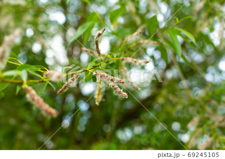 Blooming green branch of poplar. Pooh and the cause of allergies in the summer Blooming green branch of poplar. Pooh and the cause of allergies in the summer 69245105