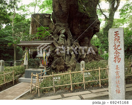 来宮神社　天然記念物の大楠 69245168