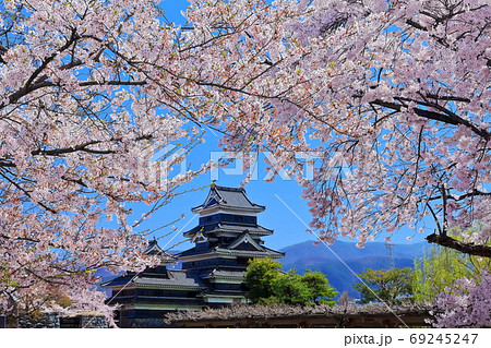 【長野県】桜満開の松本城 【長野県】桜満開の松本城 69245247