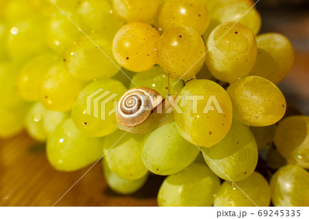 Close-up of a small snail crawling over grapes quiche mish 69245335