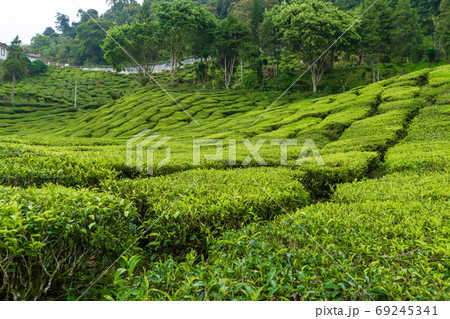 Tea plantations Cameron Valley. Green hills in the highlands of Malaysia. Tea production. Green bushes of young tea. Tea plantations Cameron Valley. Green hills in the highlands of Malaysia. Tea production. Green bushes of young tea. 69245341