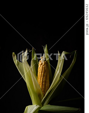 Raw ripe corn. Dark style Raw ripe corn. Dark style 69245632