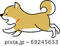 走る柴犬 69245633