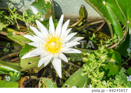 花 フラワー お花 69245657