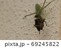 カメムシを食べるチョウセンカマキリ03 69245822