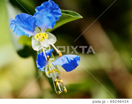 ツユクサ ツユクサの花 ツユクサ ツユクサの花 69246434